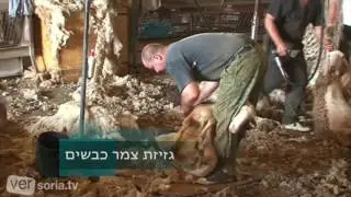 גזיזת צמר כבשים