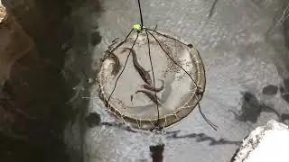 Кормушка для рыбы. Стерлядь.