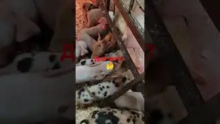 Удали ЭТО поросяткам в первые минуты жизни