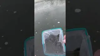 Tilapias Femeas não desenvolve saalada