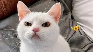 Best Cat Videos 🐈 | The Funniest Cat Moments You Need to See Today 🤣😹