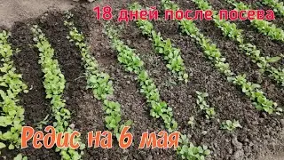 Грядка с редисом. Что выросло за 18 дней.