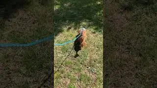 Shamrock’s Spring Healing (Ramapo-Bergen Animal Refuge)