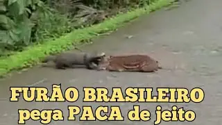 FURÃO GRANDE UM PREDADOR DE  PACA E TEIÚ.
