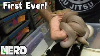 WORLDS FIRST BABY RETICS! Golden Child |  Orange Ghost Stripe | Anthrax