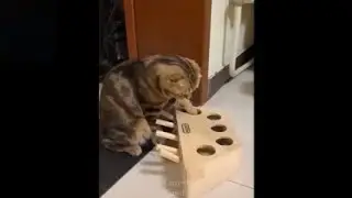 Cuts and Funny Cats