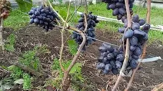виноград Рембо