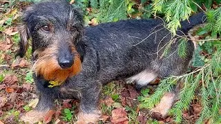 Dachshund Teddy's Perfect Autumn Day: Zoomies and ghost stories! 😂 #TeddyTheDachshund