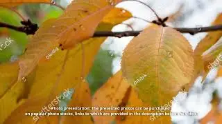 Golden Moments   Relive the Warmth of Autumn Leaves
