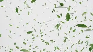 leaf fall | Blender 3D Animation [CGI]