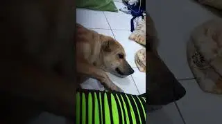 pinl