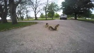 Fox Squirrel