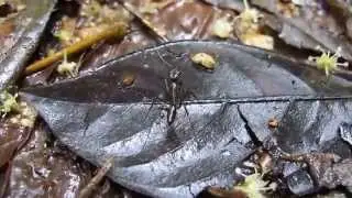 Stalking an Ant - Panama 2014
