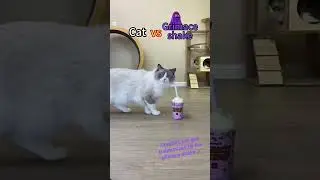 Comfort Ash gets traumatized by the grimace shake ._.