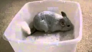 Шиншилла - чистюля