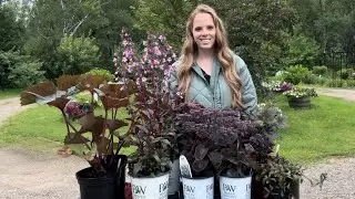 Planting Black & Purple Foliage Plants! | Simply Bloom