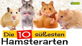Die 10 süßesten Hamsterarten