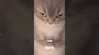Кота отменяют