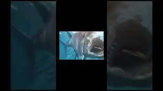 Evolution of fishes🐠 xiphactinus (part1)