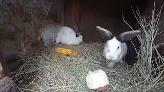 Сіно королям, опорос.
