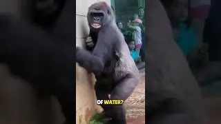 Why Gorillas afraid of Water 😨