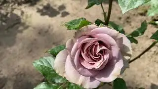 ЦВЕТЕНИЕ РОЗ. 2021. АМНЕЗИЯ И МЕНТА. СРАВНЕНИЕ.👍👍👍👍👍❤️❤️❤️