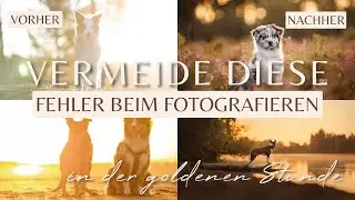 Photographing in the golden hour with backlight – what you should keep in mind! | Dog Photography
