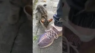 Кошки мышки