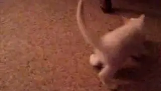 "Dash" aka Wobbler . . . the special kitty