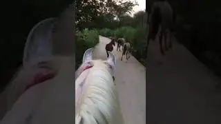 horse walking in beautiful road