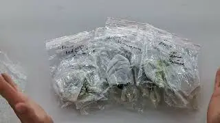 Распаковка посылки с фиалками