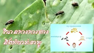វិធានការការពារ និងកម្ចាត់ទាគូ