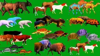 Green Animals Line Stampede 3D Animation Green Screen Blue Screen HD Animals Video