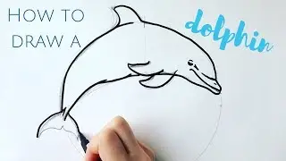 Beginners how to draw a dolphin step by step