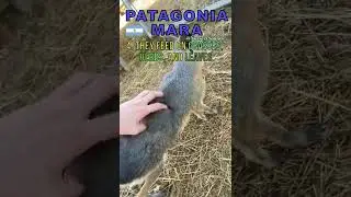 6 Facts about Patagonia Mara #shorts #argentina #mara