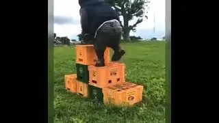 Shatta Bandle fall off while attempting the Crate Challenge 😆 #shorts