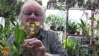My Sunday Orchid Chat - Just a General Chat, No Specific Topic