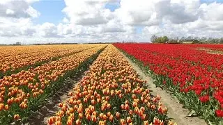 Best Dutch Flower Fields (4K)