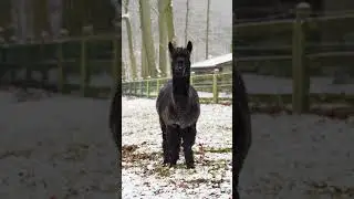 The Charm of Alpacas #shorts #CuteAlpacas #nature