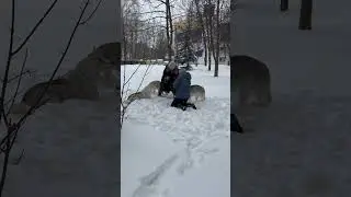 Husky Winter Photo Shoot. Dog. #shorts #shortvideo