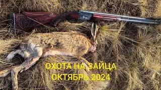 ОХОТА НА ЗАЙЦА.  27.10.24. ТОЗ 34