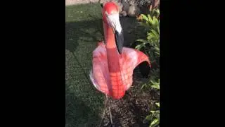 Flamingo Farting