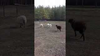 Вышли на прогулку