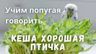 Учим попугая говорить 