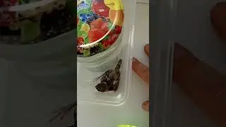 И снова птенец.