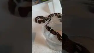 Czas na drinka! #wążzbożowy #cornsnake