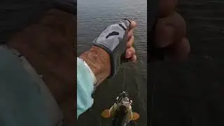 Blind Casting Reds In Louisiana!  #flatsfishing #inshore #fishing #fyp
