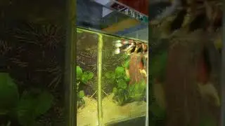 Uniknya ikan molli yang sedang berenang bersama