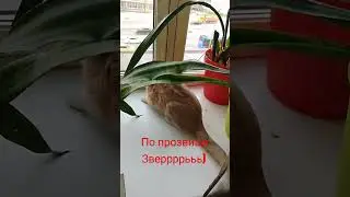 Бескровная охота киски на беззаботных голубей