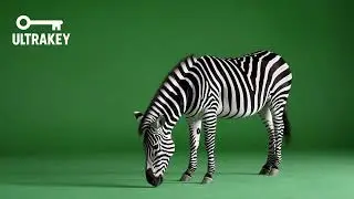 Grazing Zebra – Free Green Screen Loop Animation VFX